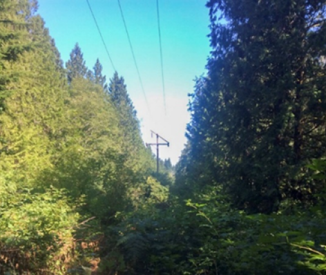 Vegetation along the existing Winslow Tap transmission line corridor.